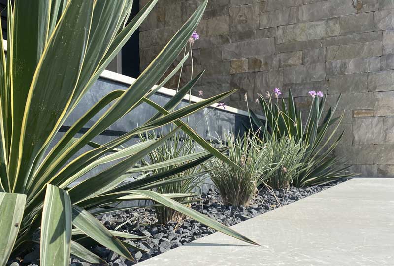 Ulivo secolare 3 Aiuole con yucca e ciottoli di nero ebano